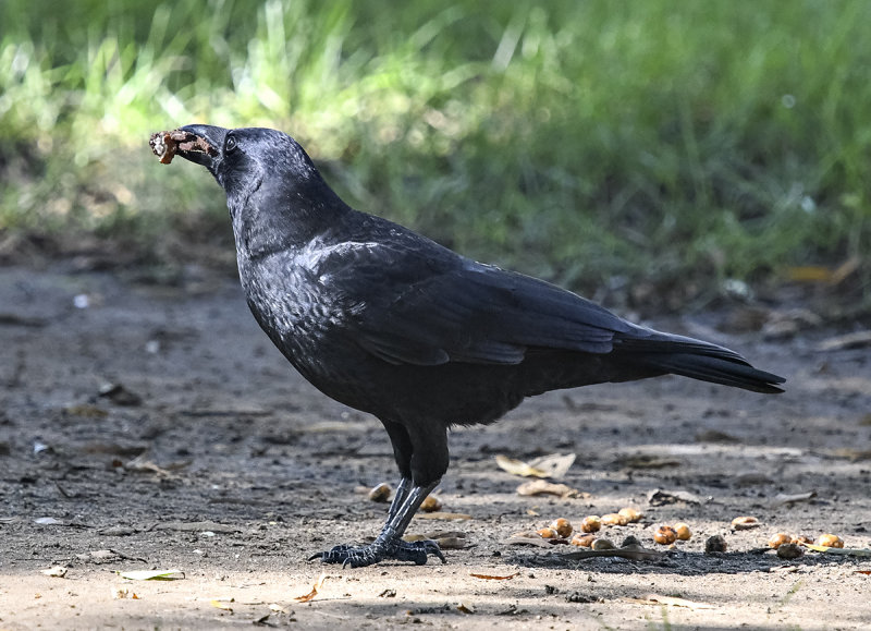 Eating crow