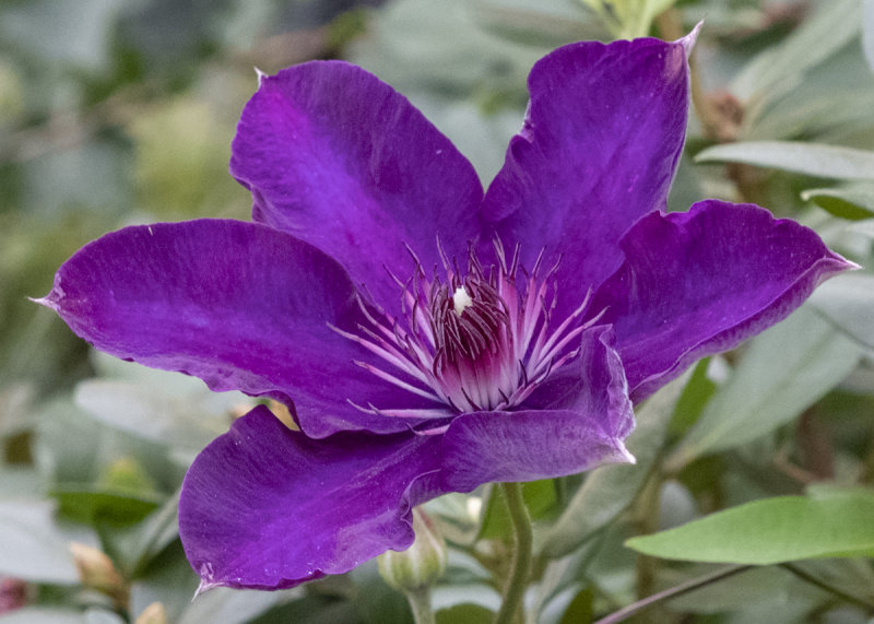 The miracle plant