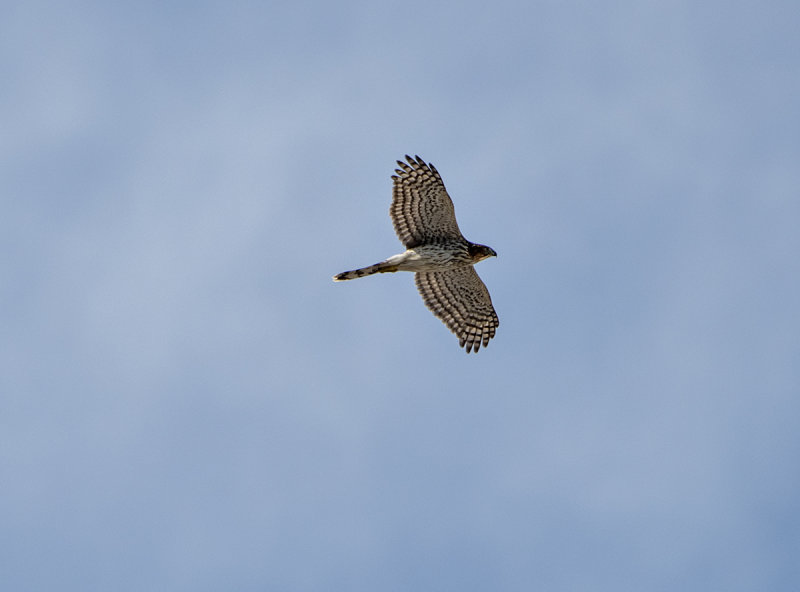 Crow chaser