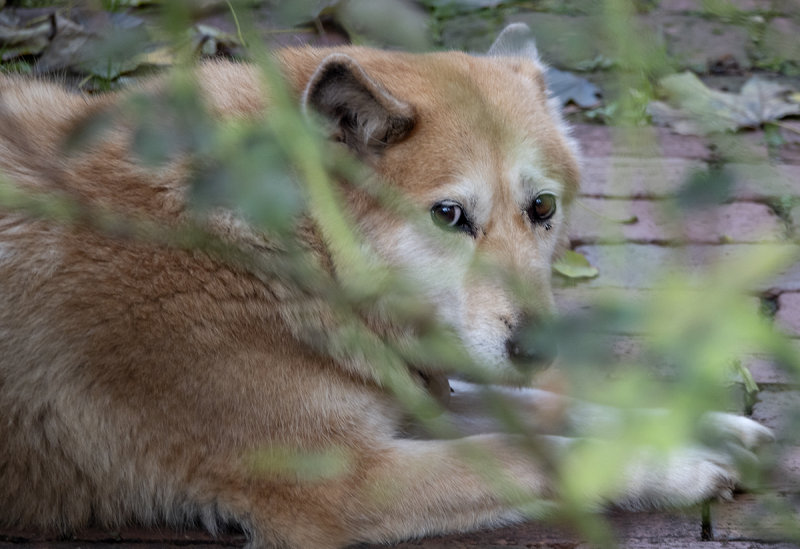 Hiding