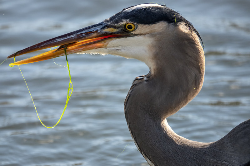 Great blue heron with catch