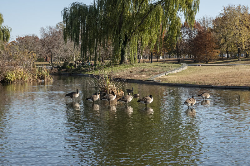 The gaggle
