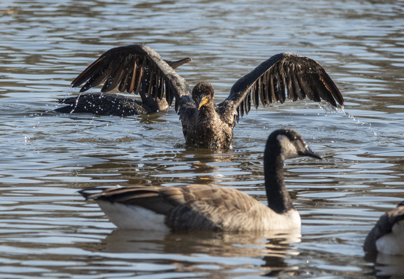 Cormorant capades: Taking a breather (3/4)