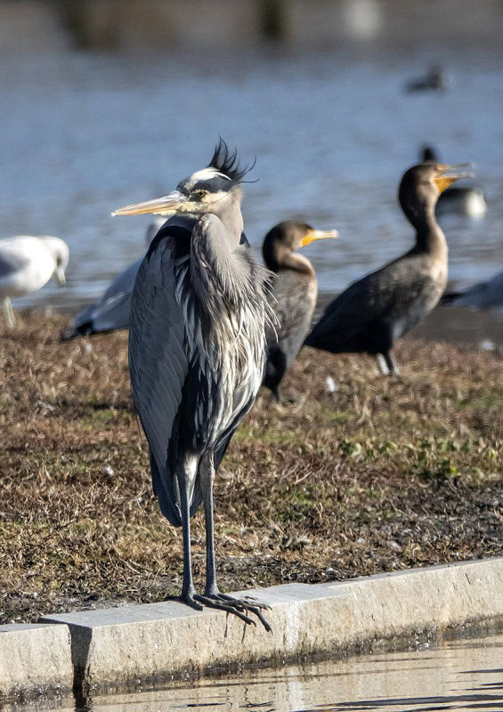 Bad hair day