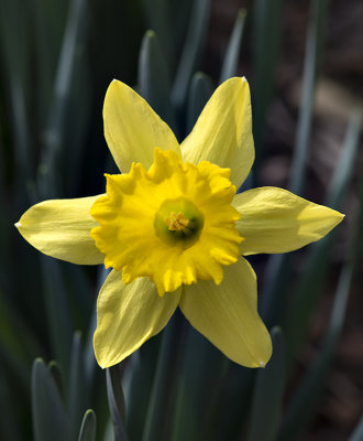 Our first daffodil