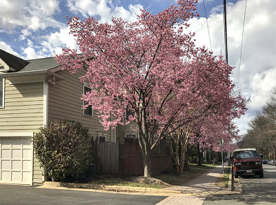 Spring comes to Northern Virginia