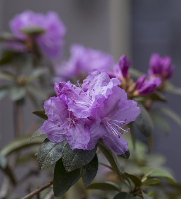 Now the azaleas are blooming!