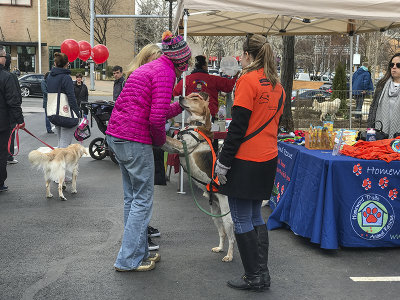 Mutt-i-grees rescue dog fair (1)