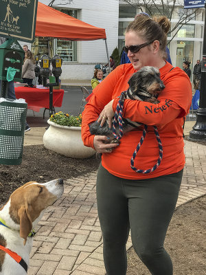 Mutt-i-grees rescue dog fair (2)