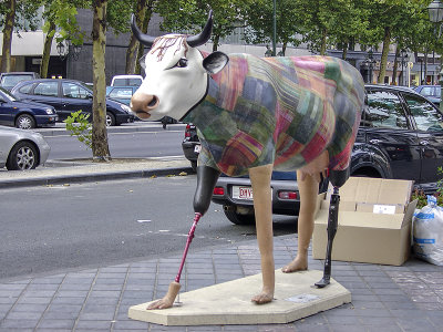 The controversial cow