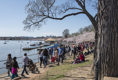 Cherry blossoms on the Tidal Basin