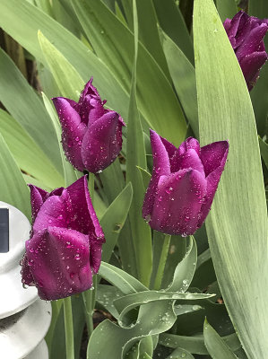 Rainy-day tulips