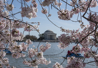Cherry blossoms with the Jefferson Memorial