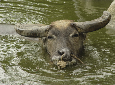 Water buffalo, Iriomote Island