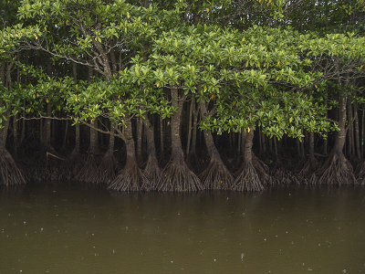 Mangrove forest, Iriomote Island