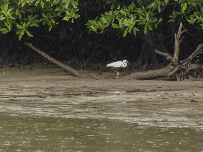 Mangrove inhabitant, Iriomote Island