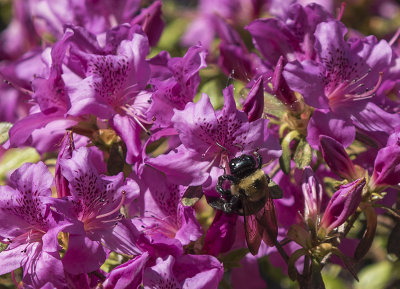 This time, azaleas with bee