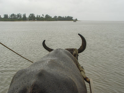 Water buffalo perspective