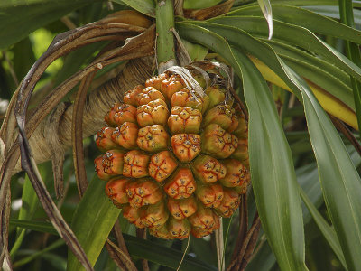 Adan fruit, Ishigaki Island