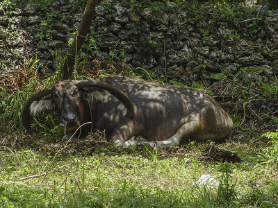 Taking a break, Taketomi Island