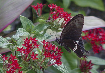 Butterfly and flowers, Taketomi Island
