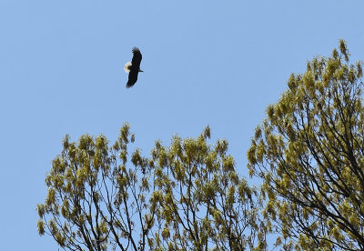 Mother bald eagle heading back to nest