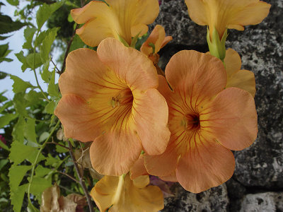 Taketomi Island flowers