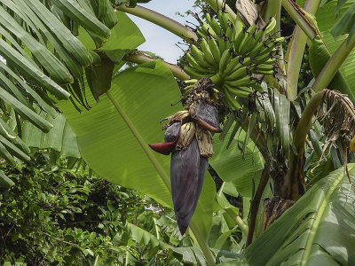 Banana tree, Taketomi Island