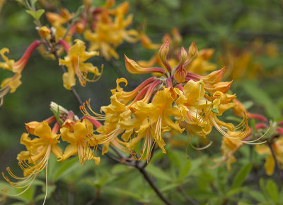 Graceful blossoms