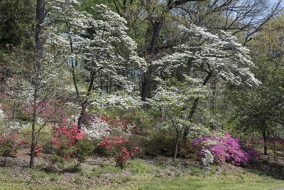 Dogwoods in bloom