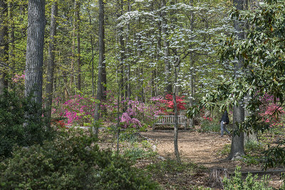 Place to relax among dogwoods and azaleas