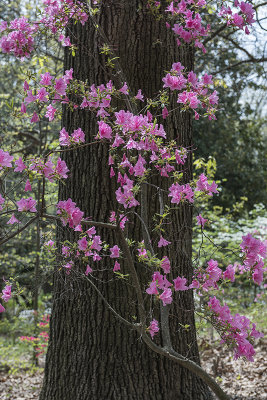The azalea tree