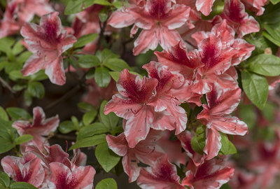 Just a few azaleas at the arboretum (2)