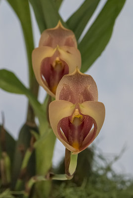 'Praying' orchids