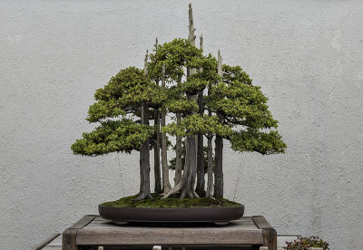 'The most famous bonsai in the world'