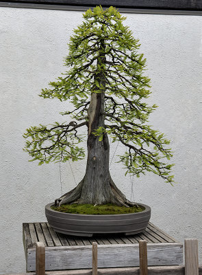 Bald cypress, in training since 1987