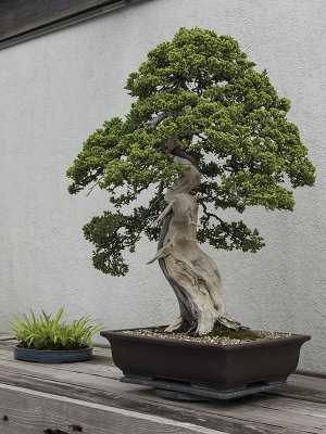 Dwarf Japanese garden juniper, in training since 1975