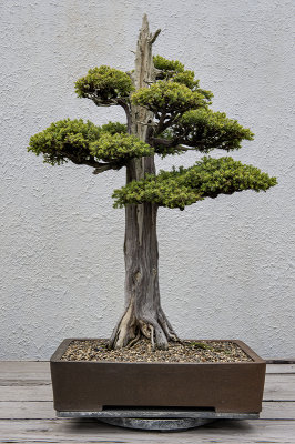 Chinese juniper, in training since 1975