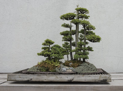 Chinese juniper, in training since 1970