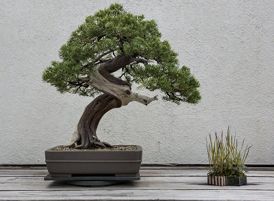 National Arboretum Bonsai