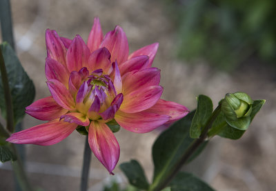 In the cutting garden