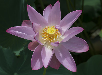 D.C.'s Lotus and Water Lily Festival 
