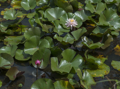 Two lilies among the leaves
