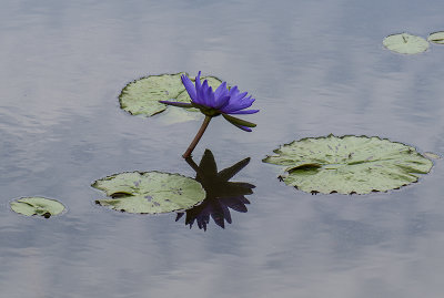 Shadowed lily