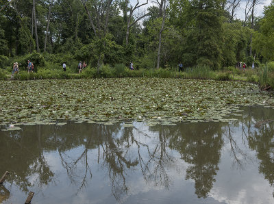 An abundance of water lilies