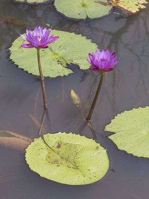 Electric water lilies
