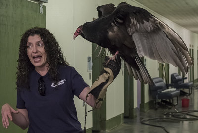 George, the turkey vulture