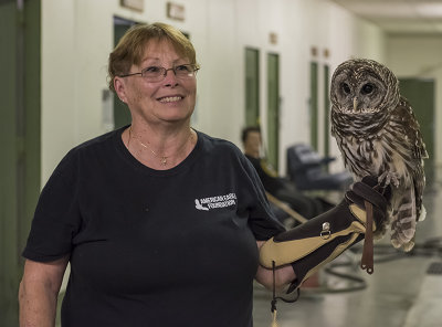 Barry, the barred owl