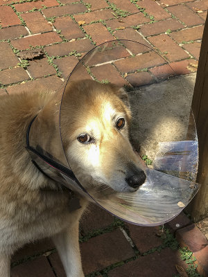 'The cone of shame'...