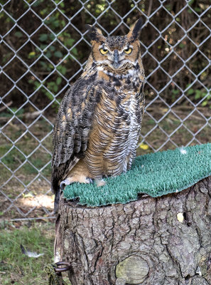 Owltilla, the great horned owl